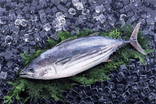 大目金槍魚