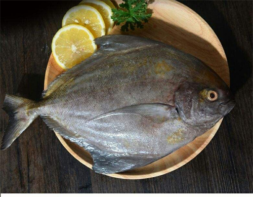 黑鯧