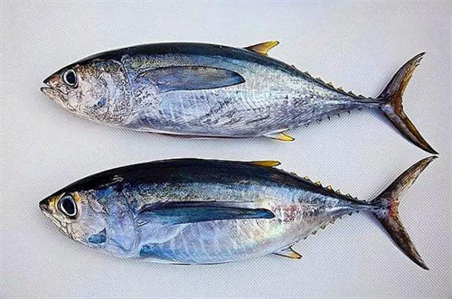 黃鰭金槍魚