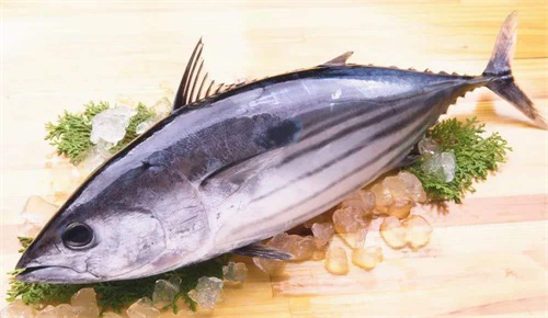 鰹魚