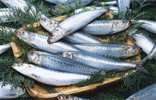 沙丁魚