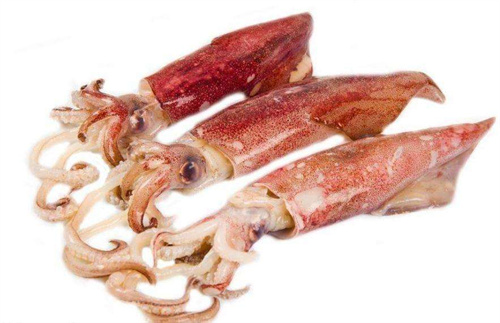 槍魷魚